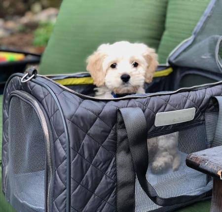 Premium Soft Sided Pet Carrier